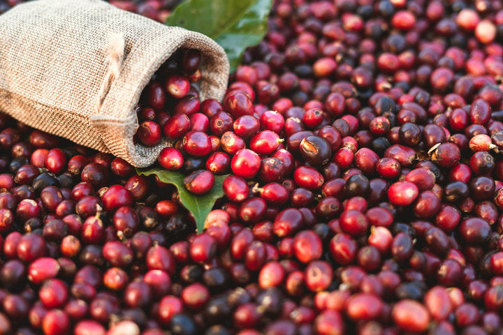 Arabica Coffee Bean Plant