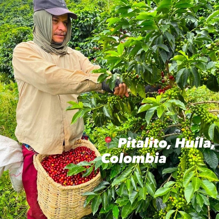 Farmer harvesting coffee cherries in Pitalito, Huila, Colombia.